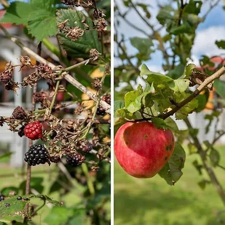 Hébergement de vacances Sj306-hejls-hybenvaenget-19
